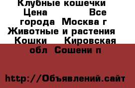 Клубные кошечки › Цена ­ 10 000 - Все города, Москва г. Животные и растения » Кошки   . Кировская обл.,Сошени п.